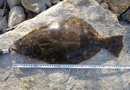 フラットフィッシュゲームNo.6