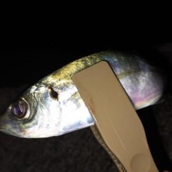 鱒レンジャーでアジング9