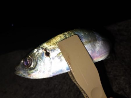 鱒レンジャーでアジング9