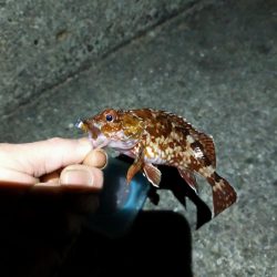 アジングのはずが