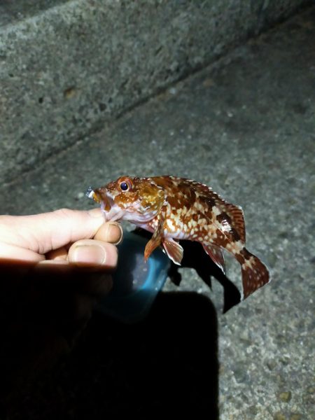 アジングのはずが