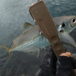 初場所アジングは…