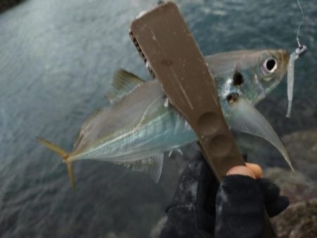 初場所アジングは…