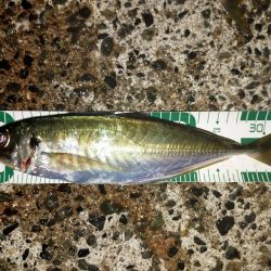 渋い中の尺アジ