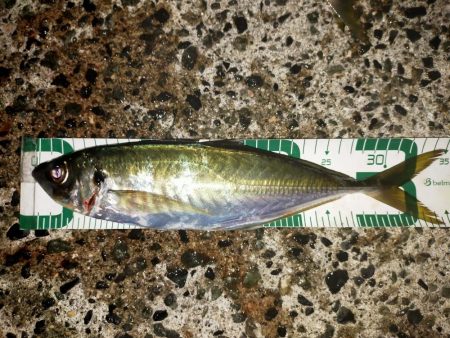 渋い中の尺アジ