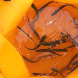 エサ無しサビキ