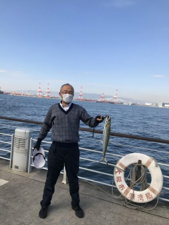 コスモ　昼にサゴシ