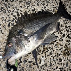 シーバス狙い中にチヌのRIDEON!