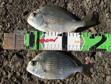 ヘダイ2匹、ベラ1匹