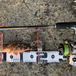 太刀魚のつもりが・・・