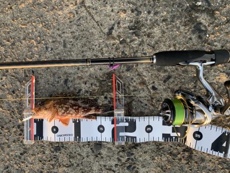 太刀魚のつもりが・・・