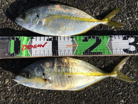 シマアジ、アイゴ。メッキ等