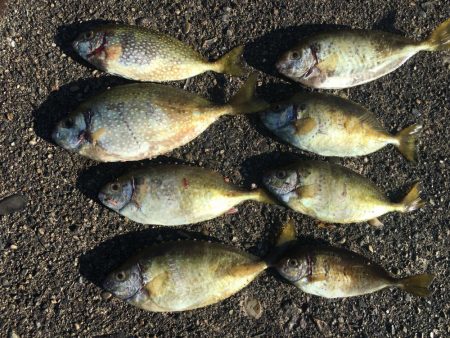 アイゴ、メッキ