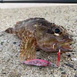 トップアジングにRIDE ON！