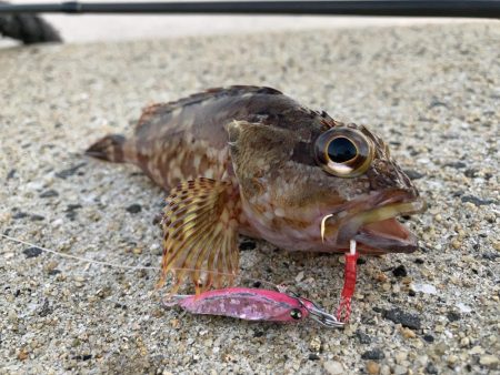 トップアジングにRIDE ON！