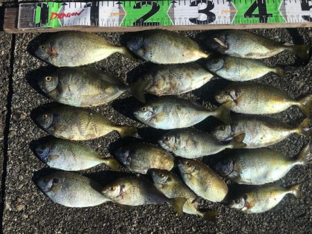 シマアジ、アイゴ、マダイ、ガシラ等