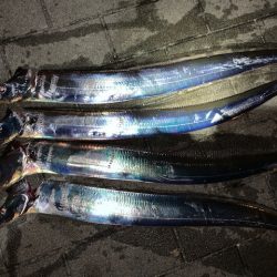 コスモ　タチウオ例年並みに