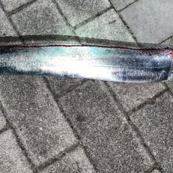 コスモで太刀魚 50本目