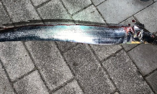 コスモで太刀魚 50本目