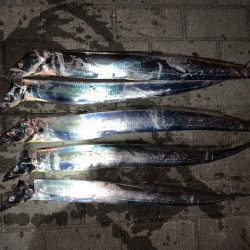 タチウオ時合あり