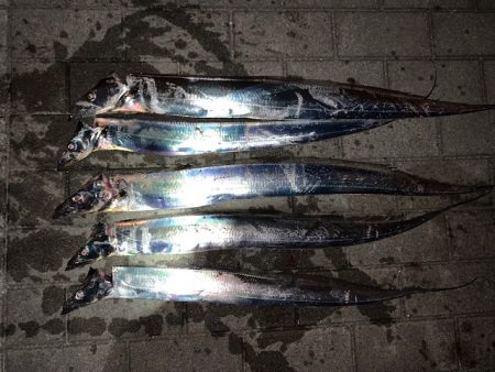 タチウオ時合あり