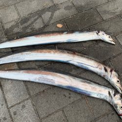 朝まずめ　タチウオ