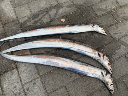 朝まずめ　タチウオ