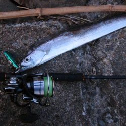 紀ノ川河口で太刀魚