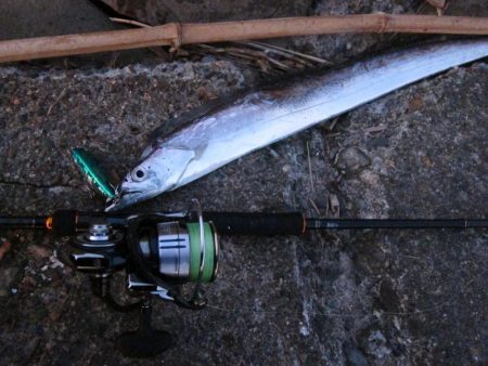 紀ノ川河口で太刀魚
