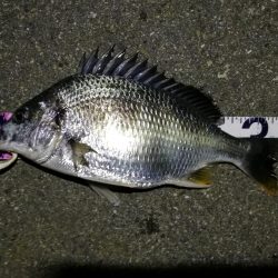 (2020/12/01 南港ヘチ釣り キビレチヌ 35㎝ ガシラ 釣果有り)