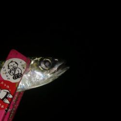 釣りデビュー　13日目