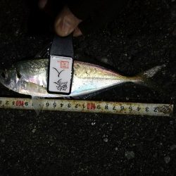 (2020/12/04 南港アジング アジング釣果で 中アジ~(25㎝~)サバ 釣果有り)