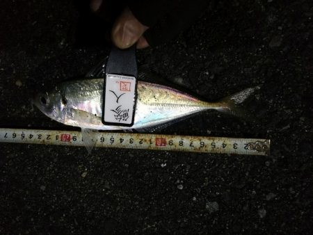 （2020/12/04 南港アジング　 ア…