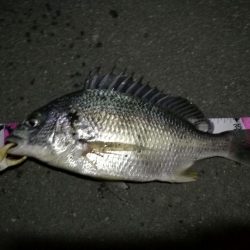 （2020/12/05 南港ヘチ釣り　 キビレチヌ41㎝ ガシラ25㎝ タケノコ 釣果有り）