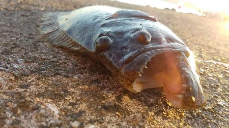 肉厚ヒラメと、でぶアジ。らっきぃ