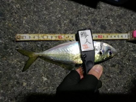 （2020/12/06 南港アジング　 冬のアジング釣果 中アジ～24㎝　サバ～28cm 釣果有り）