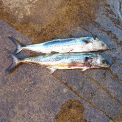 舞鶴～宮津ランガン