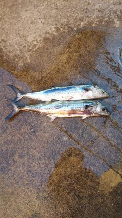 舞鶴～宮津ランガン