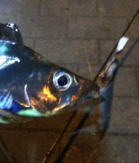 タチウオ1 アジ1 ガシラ2