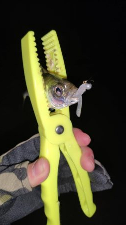 洲本アジメバリング