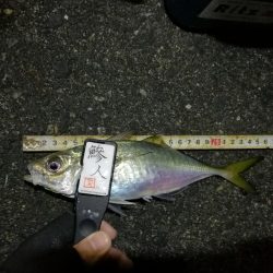 （2020/12/07 南港アジング　 アジング釣果 中アジ25㎝～ サバ 釣果有り）