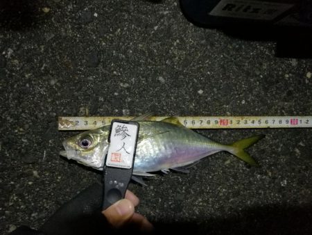 （2020/12/07 南港アジング　 ア…