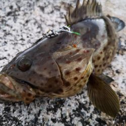 長雨の隙間に釣果