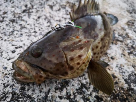 長雨の隙間に釣果