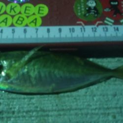 釣りデビュー 16日目