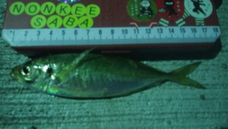 釣りデビュー　16日目