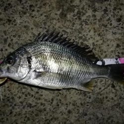 (2020/12/08 風の強い日の南港ヘチ釣り キビレチヌ40㎝ ガシラ 釣果有り)