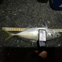 (2020/12/09 南港アジング 好釣果!アジング釣果 中アジ~(27㎝~) 釣果有り)