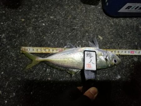 (2020/12/09 南港アジング 好釣果!アジング釣果 中アジ~(27㎝~) 釣果有り)