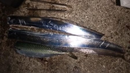 タチウオくん、まだ居たのね。ありがとう